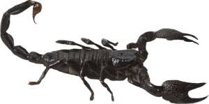 Scorpion PNG-12134